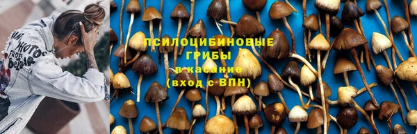 индика Алзамай